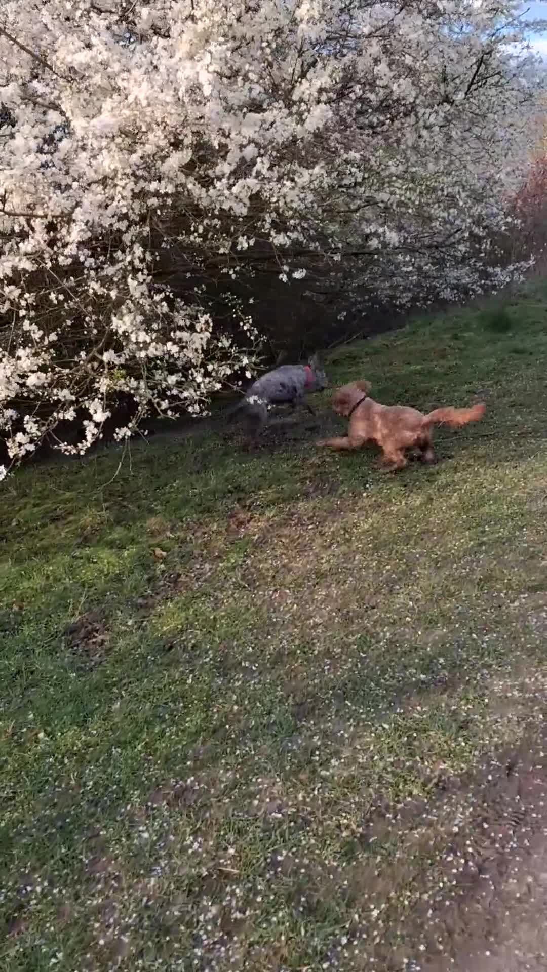 Goldendoodle dogs for sale: Eric the Goldendoodle 2½ years old  - Video 1