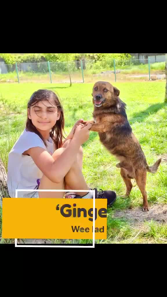 Mixed Breed dogs for adoption: Tiny Gordon 6-7 kg  AVAILABLE FOR ADOPTION  in Brixham - Video 1