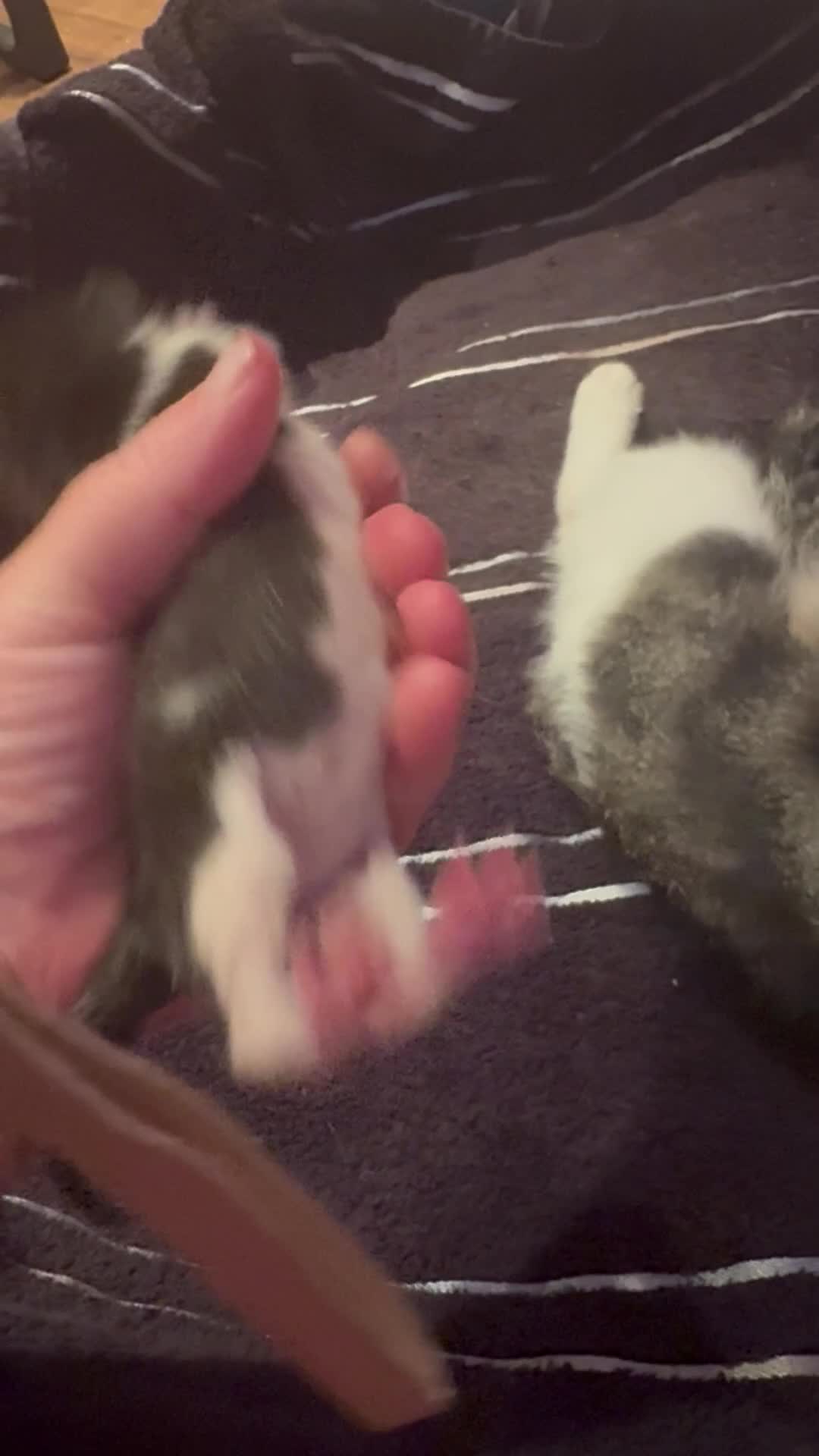 Mixed Breed cats for sale: Stunning  unique kittens  - Video 3