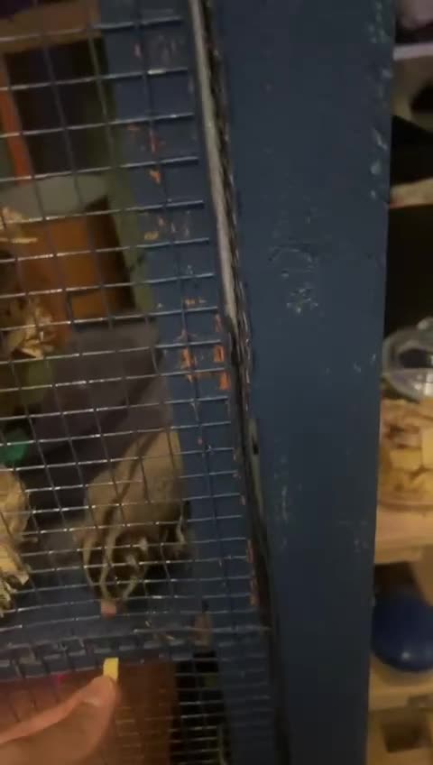 Sugar Glider rodents for sale: Two gorgeous sugar gliders - Video 5