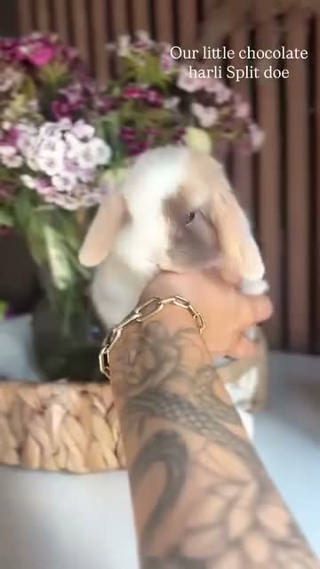 Mini Lop rabbits for sale: Chocolate Harli split doe  - Video 2