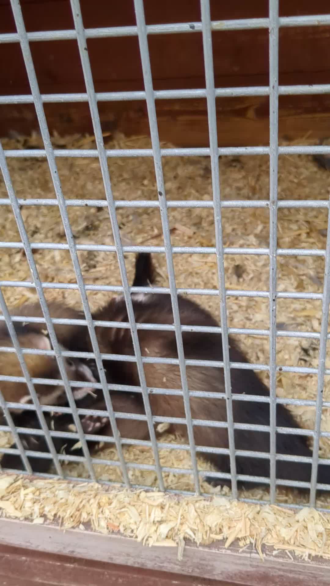 Ferret rodents for sale: Lovely ferret kits - Video 1