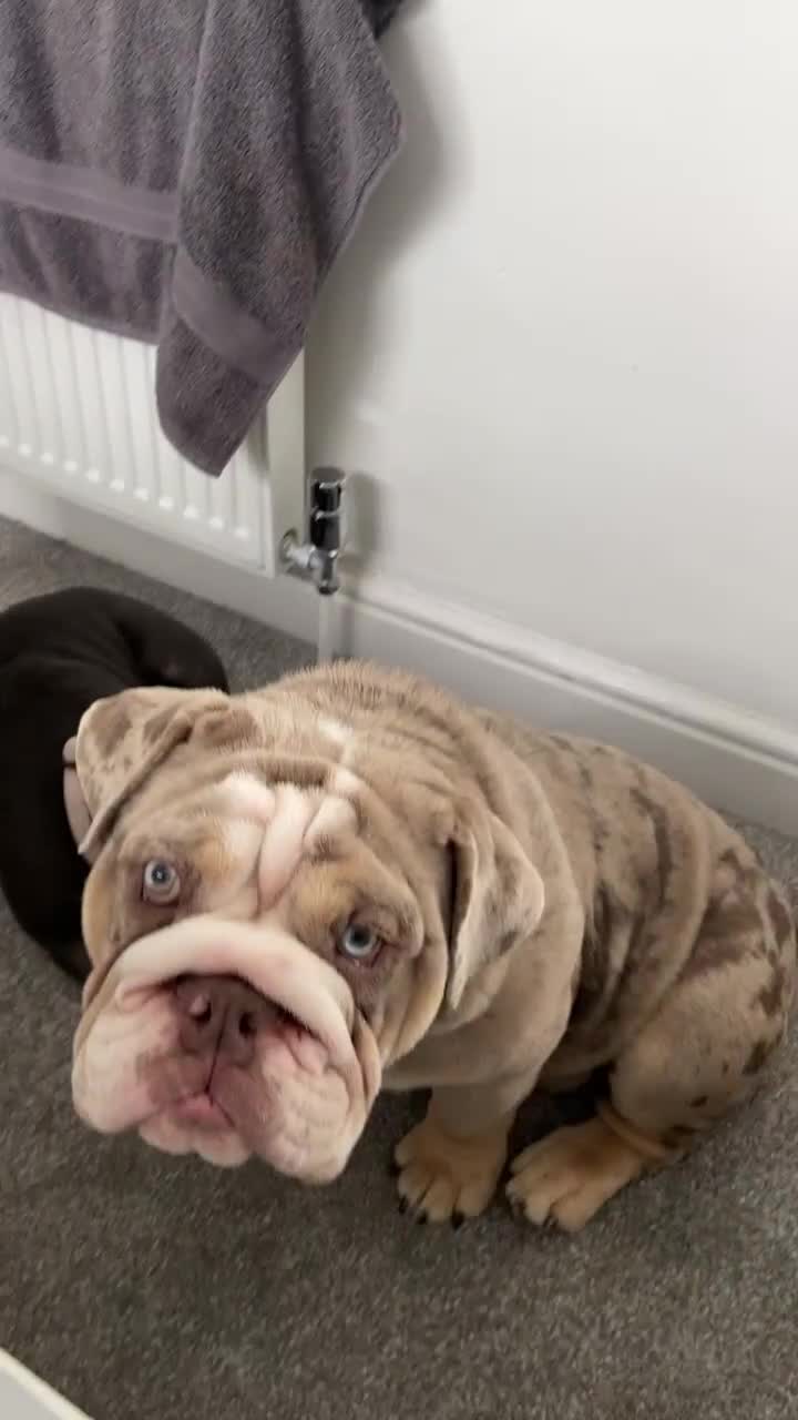 Mixed Breed dogs for sale: Lilac and tan tri Merle bulldog  - Video 1