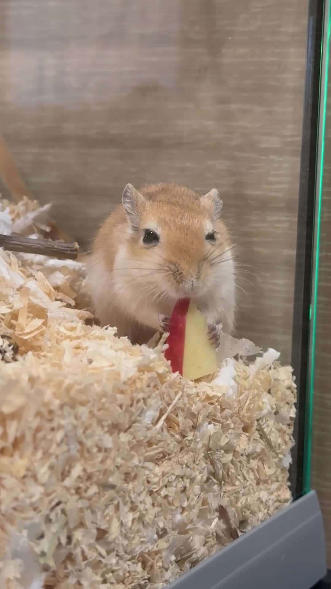 Gerbil rodents for sale: Loving Home Wanted for Gabie - Video 1