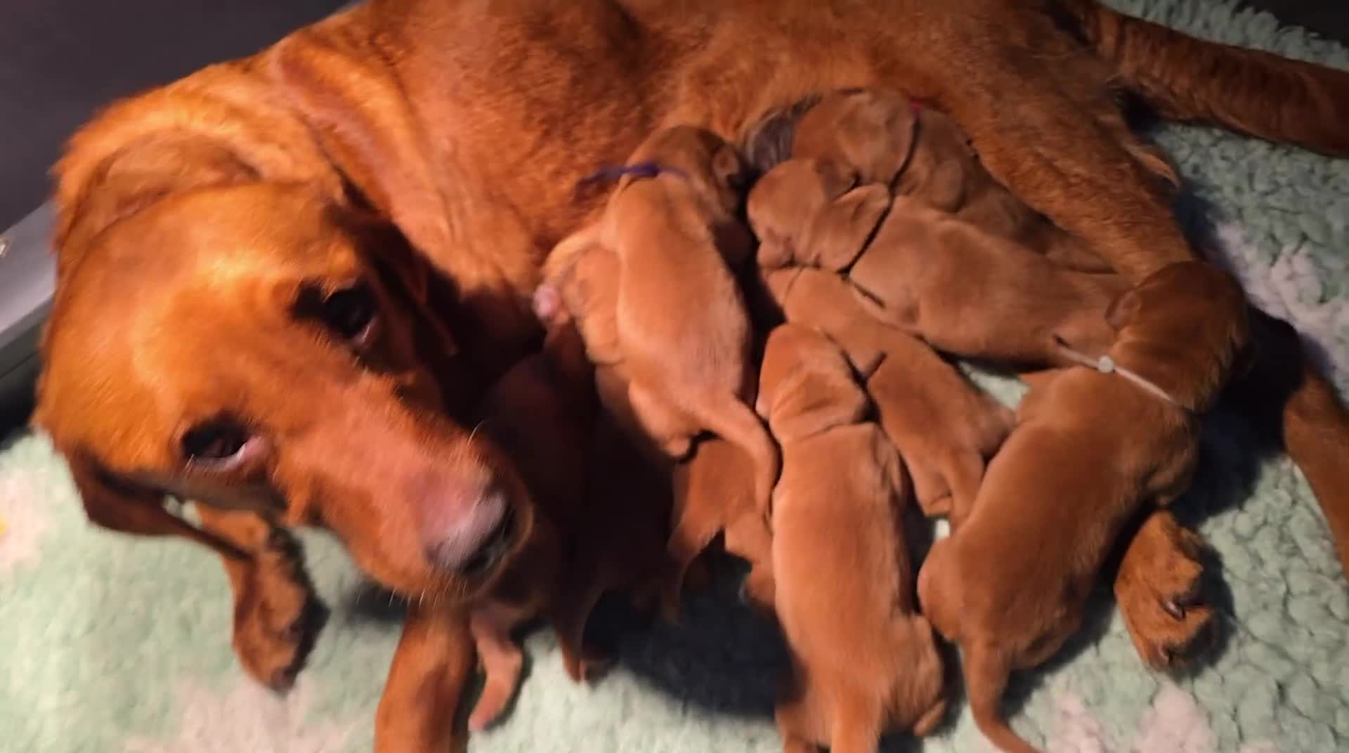 Labrador Retriever dogs for sale: Boy Fox Red Labrador Puppies in Barnsley - Video 1