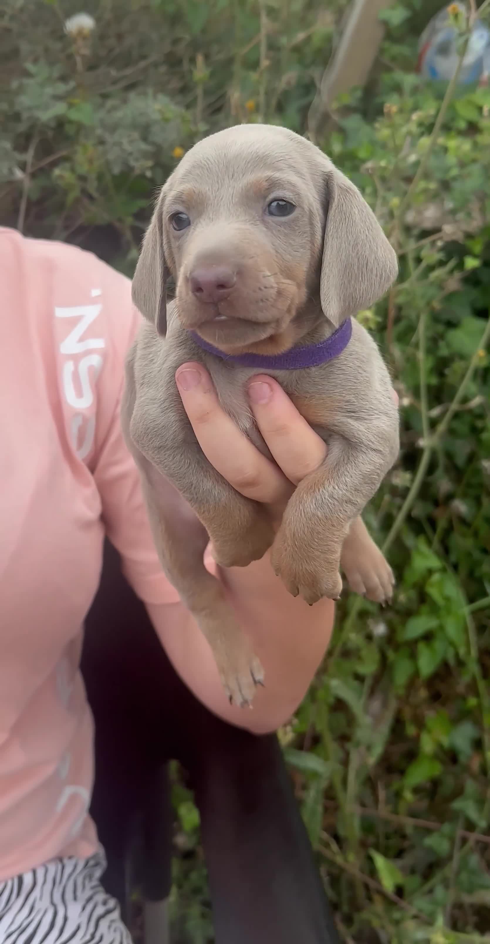Dachshund dogs for sale: Beautiful dachshund puppies  - Video 2