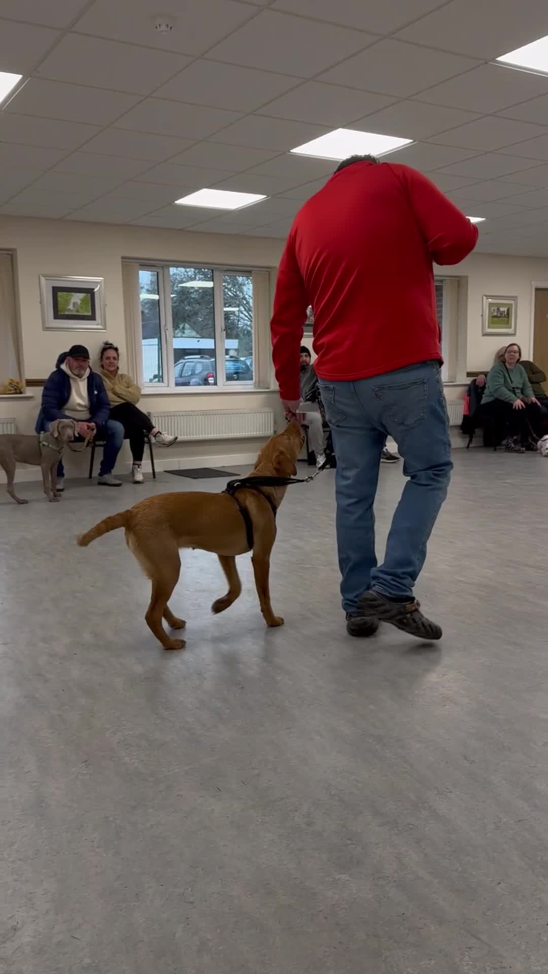 Labrador Retriever dogs for sale: Beautiful fox red lab 18 months old - Video 1