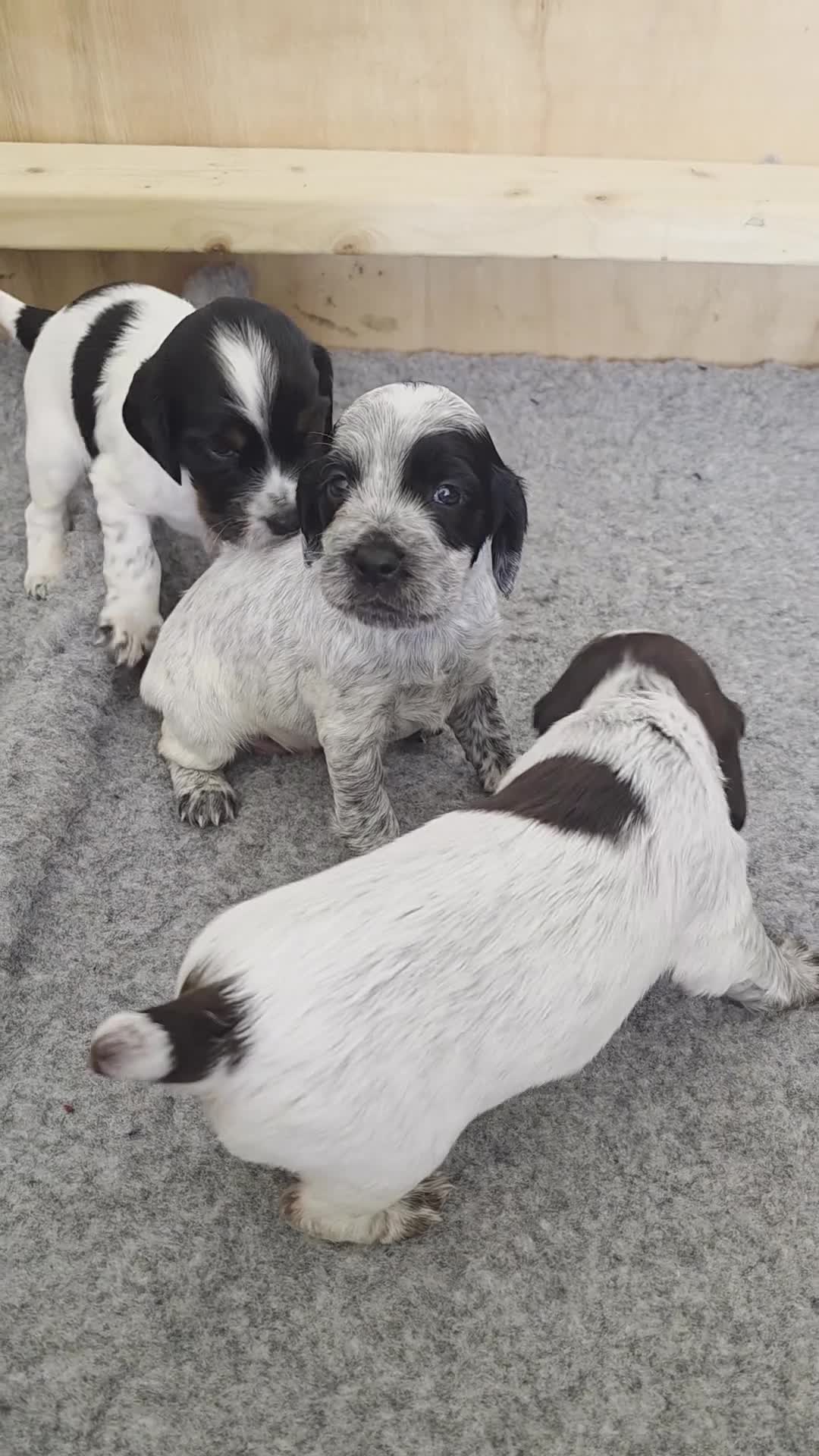 Cocker Spaniel dogs for sale: 🐾 Working Cocker Spaniel Puppies for Sale £800  - Video 1