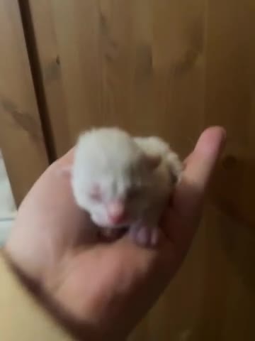 Mixed Breed cats for sale: Part ragdoll kittens  - Video 1