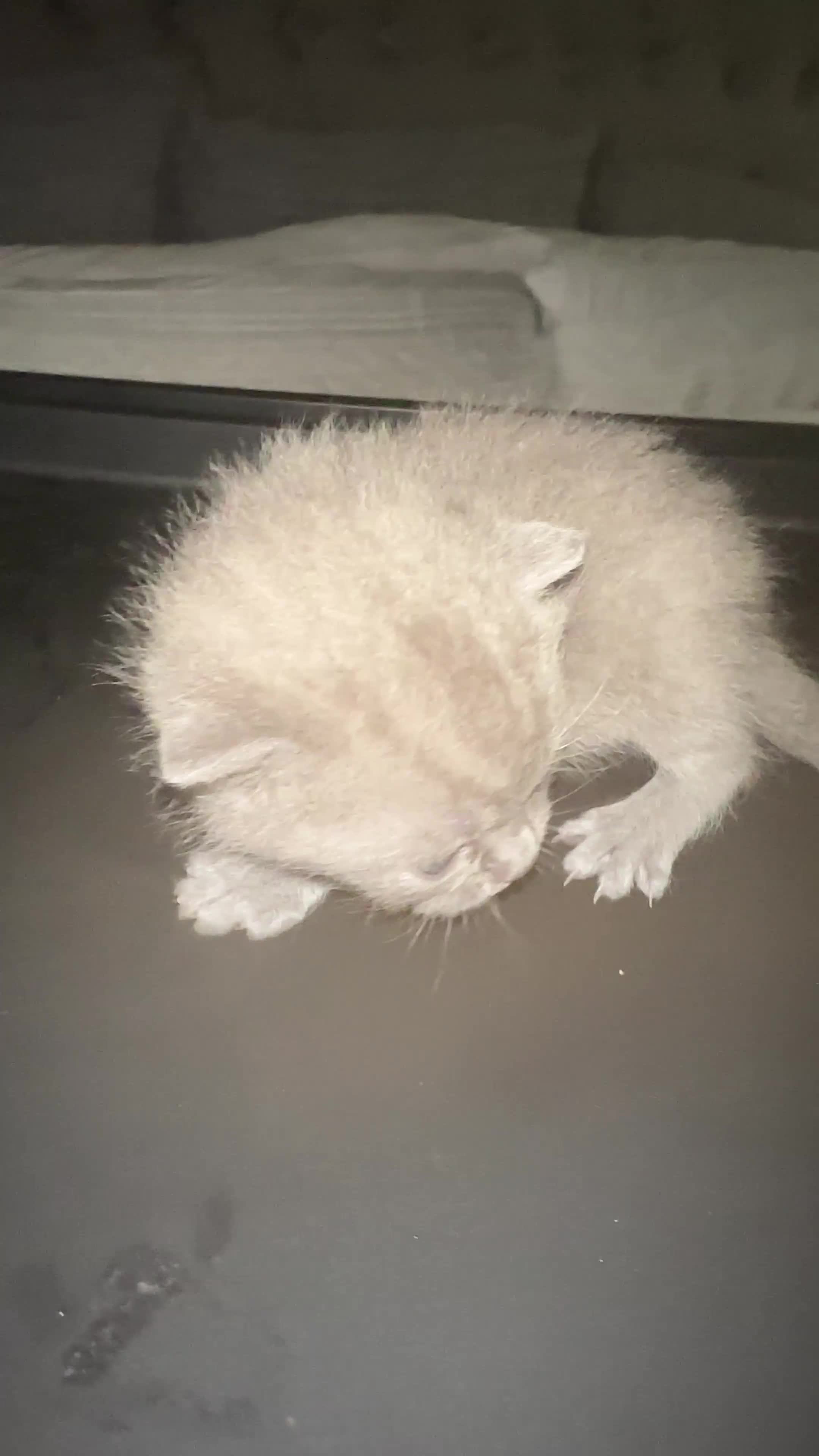 British Shorthair cats for sale: BRITISH SHORTHAIR!  - Video 1
