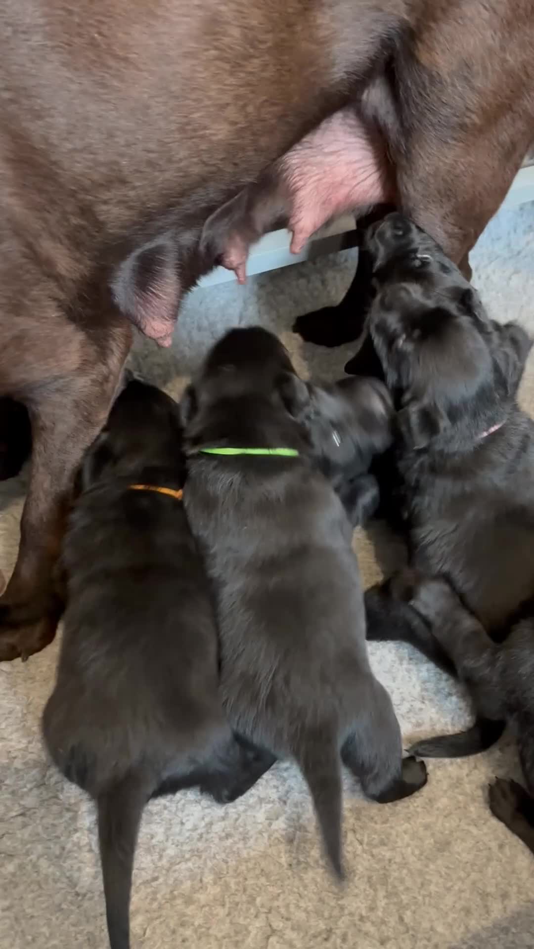 Labrador Retriever dogs for sale: Beautiful KC Registered Chunky Black Lab puppies  - Video 1