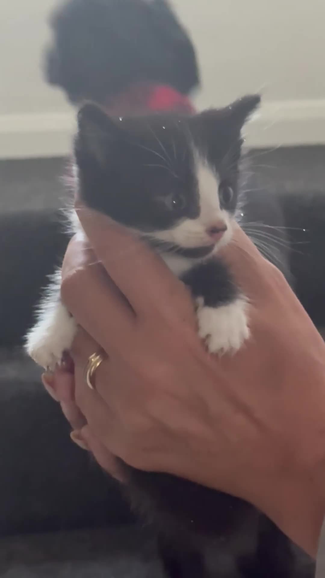 Mixed Breed cats for sale: 5 Beautiful Kittens for Sale - Video 1