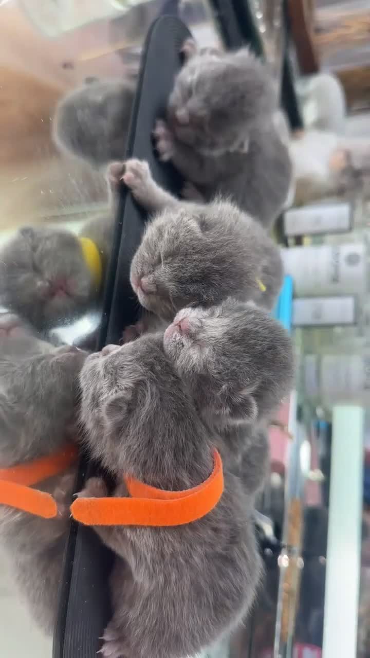 British Shorthair cats for sale: MOST ADORABLE BRITISH SHORTHAIR FOR SALE - Video 1