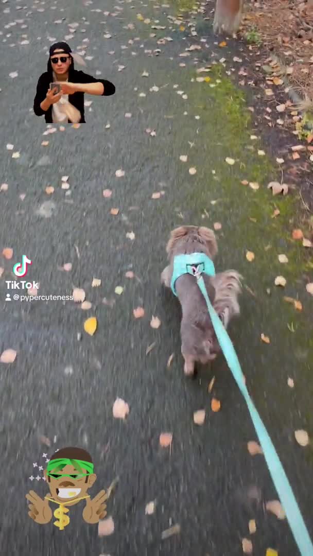 Chihuahua dogs for stud: Gorgeous Lilac & Tan Long Coat boy for STUD in Dundee - Video 2