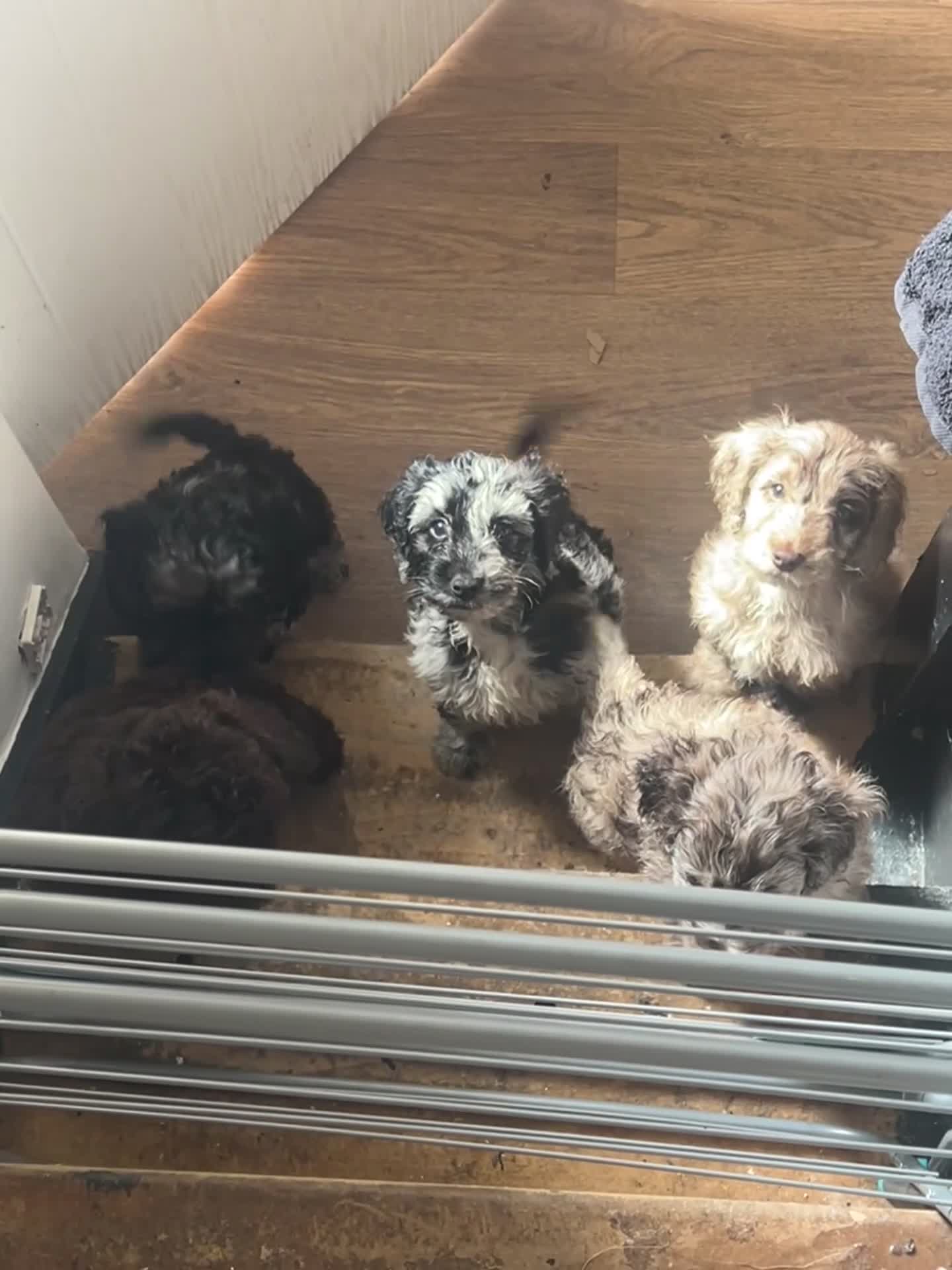 Cockapoo dogs for sale: Tri merle cockerpoos - Video 1