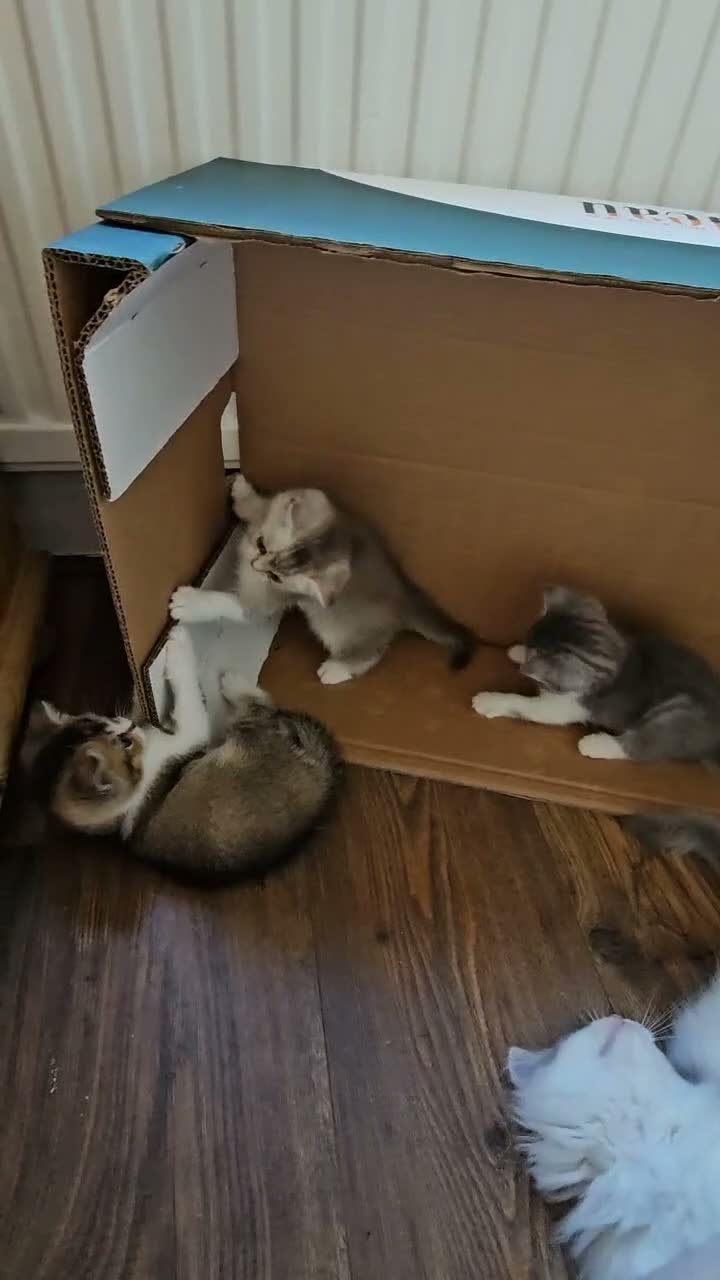 British Shorthair cats for sale: Gorgeous BSH Kittens Looking for Loving Homes! - Video 2