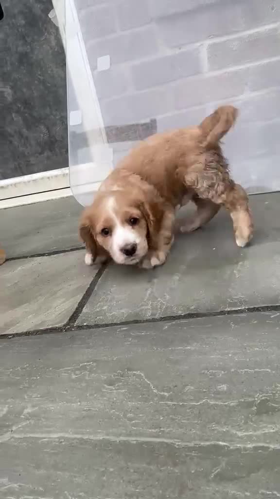 Cockapoo dogs for sale: Beautiful cockapoo puppies 🐾 - Video 1