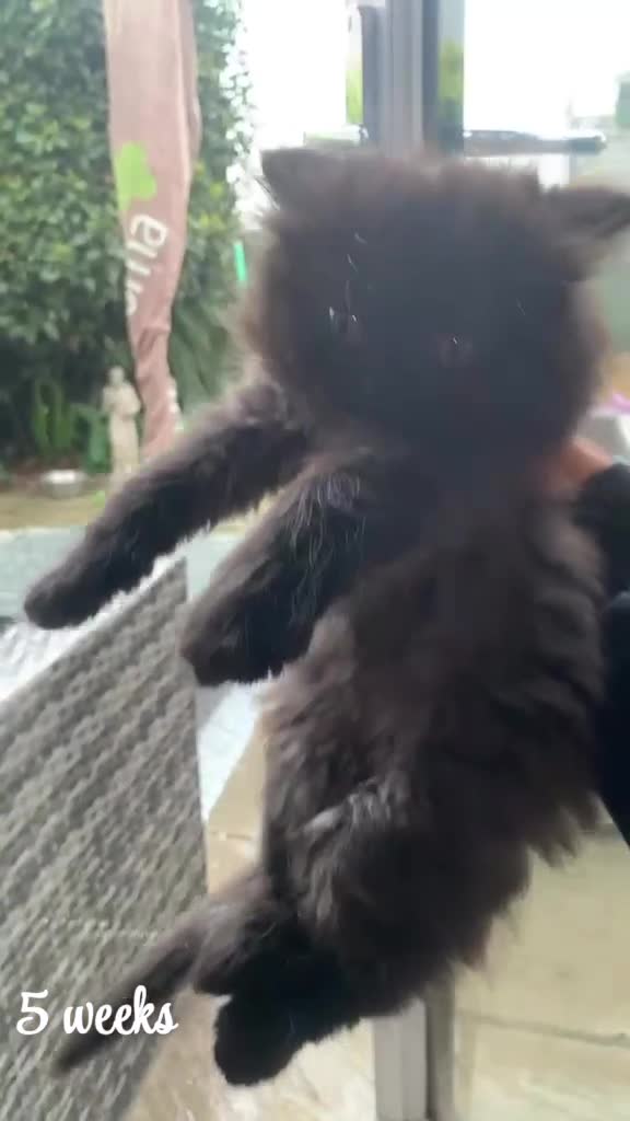Maine Coon cats for sale: 2 gorgeous maine coon kits  - Video 1