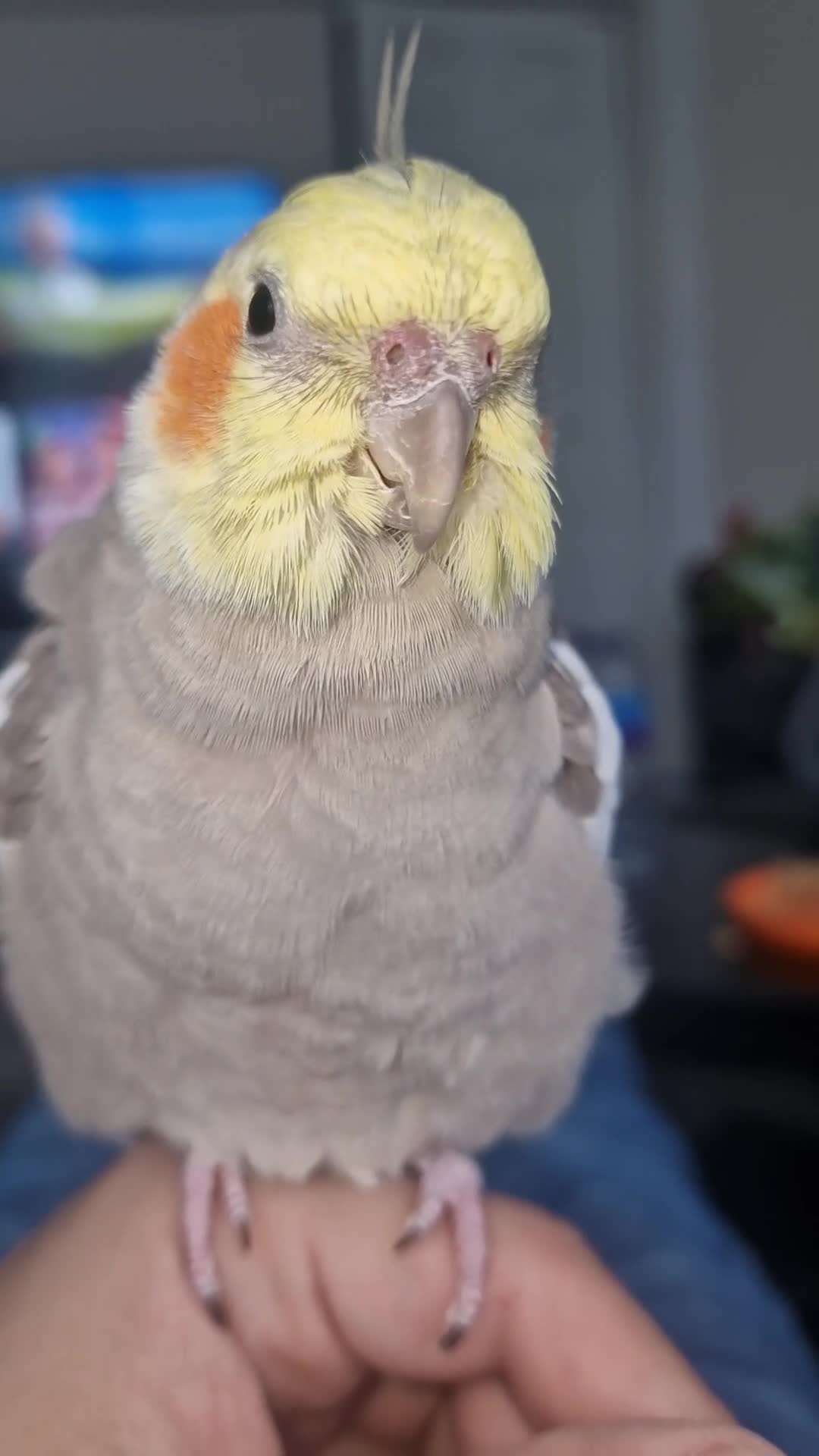Cockatiels birds for sale: Selling my boy Peach with the heaviest of heart 😢 - Video 1