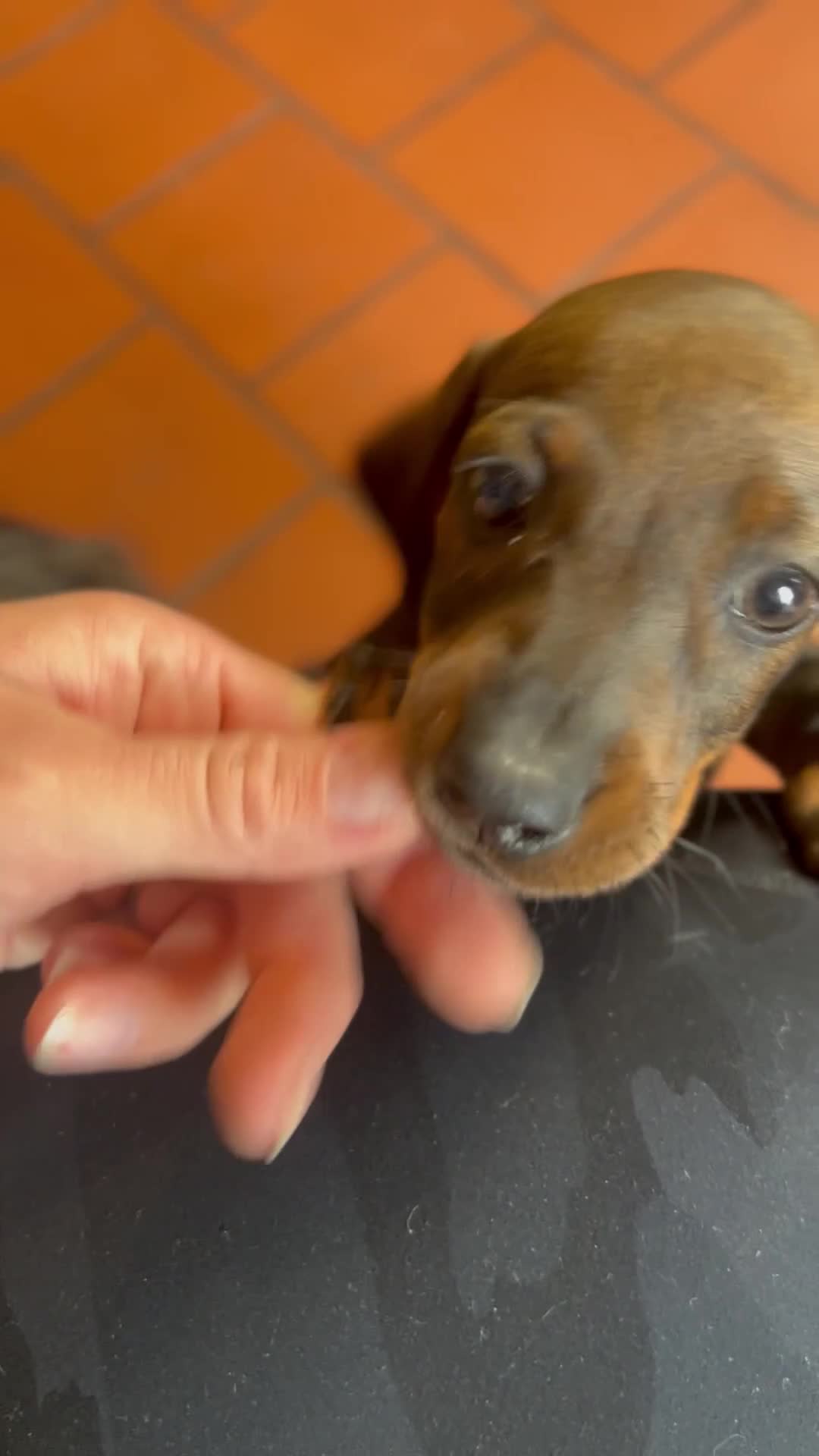 Dachshund dogs for sale: Standard Wirehaired Dachshund Pups  - Video 1
