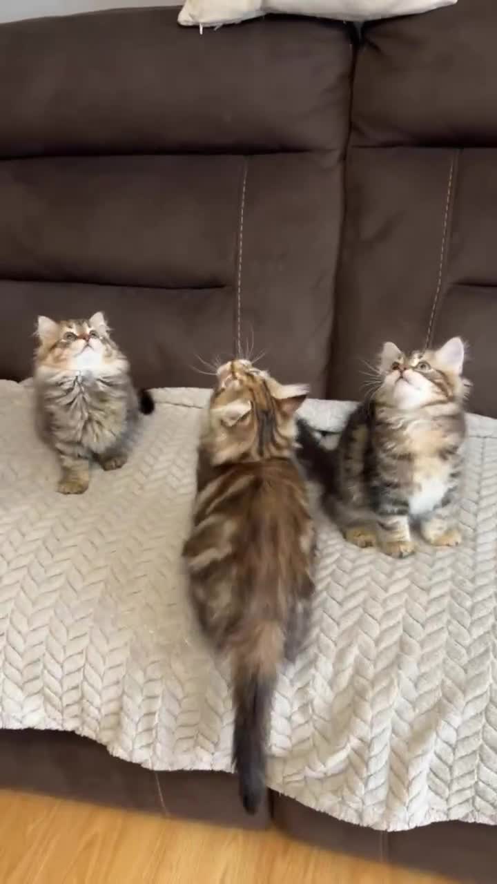 Siberian cats for sale: Purebred- Hypoallergenic Siberian Kittens - Video 1