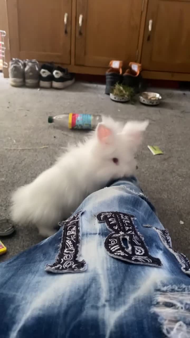 Lionhead rabbits for sale: 2 female lionhead rabbits 1 years old in Stoke-on-Trent - Video 3