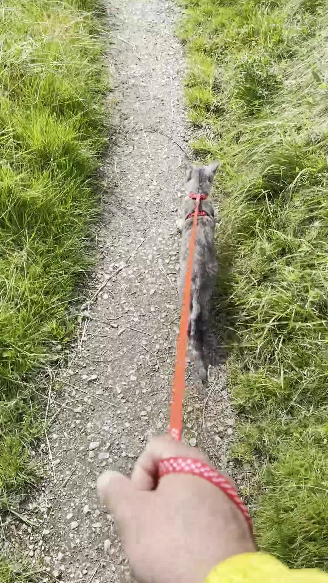 Mixed Breed cats for sale: Torbie Arabian Mau X BSH - Video 1