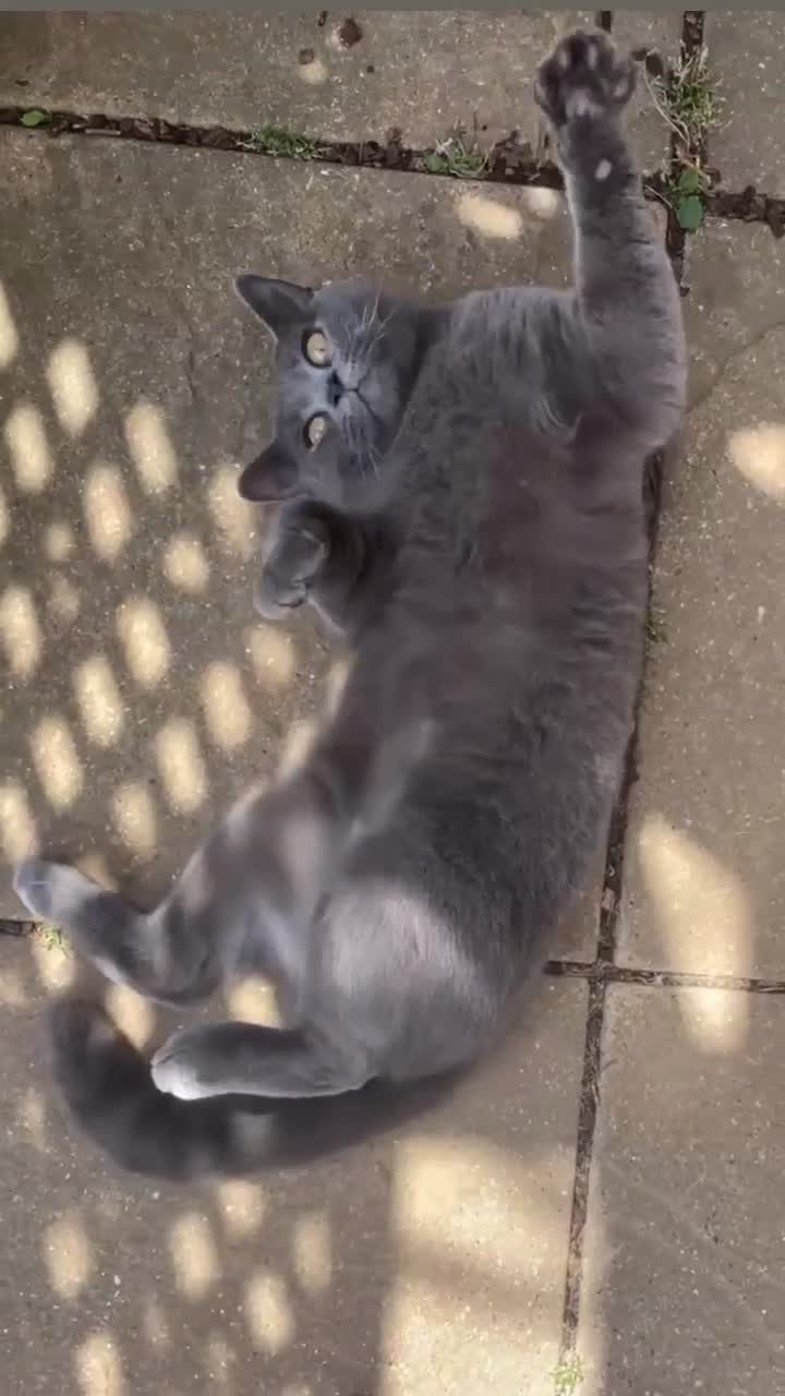 British Shorthair cats for sale: Female BritishShorthair!  in Maidstone - Video 2