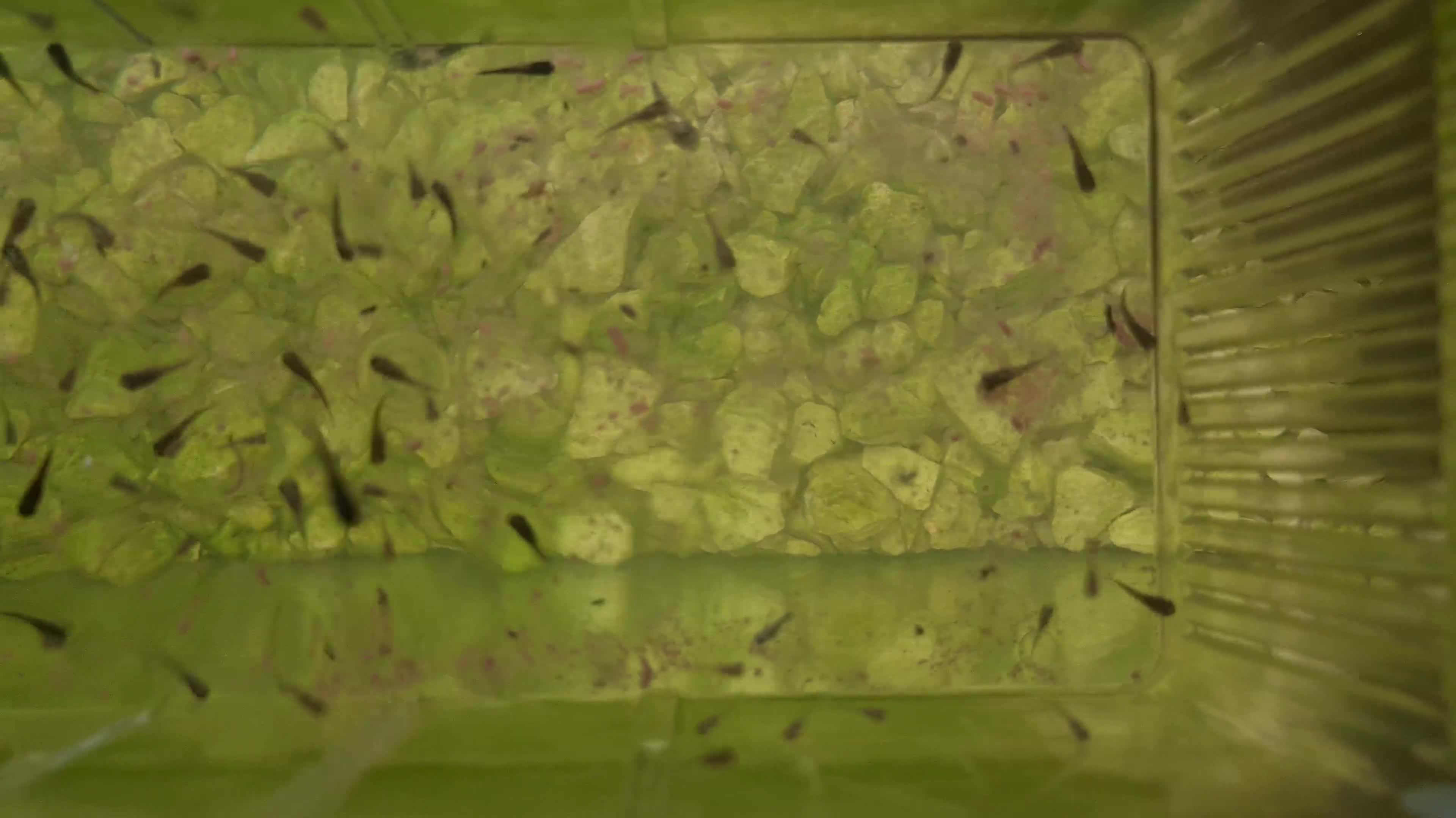 Mollies fish for sale: Mixed variety of Mollies  - Video 1