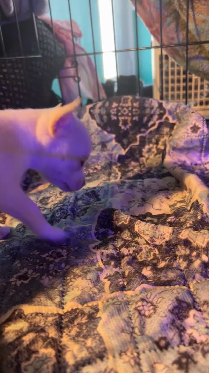 Chihuahua dogs for sale: Female chihuahua  - Video 2