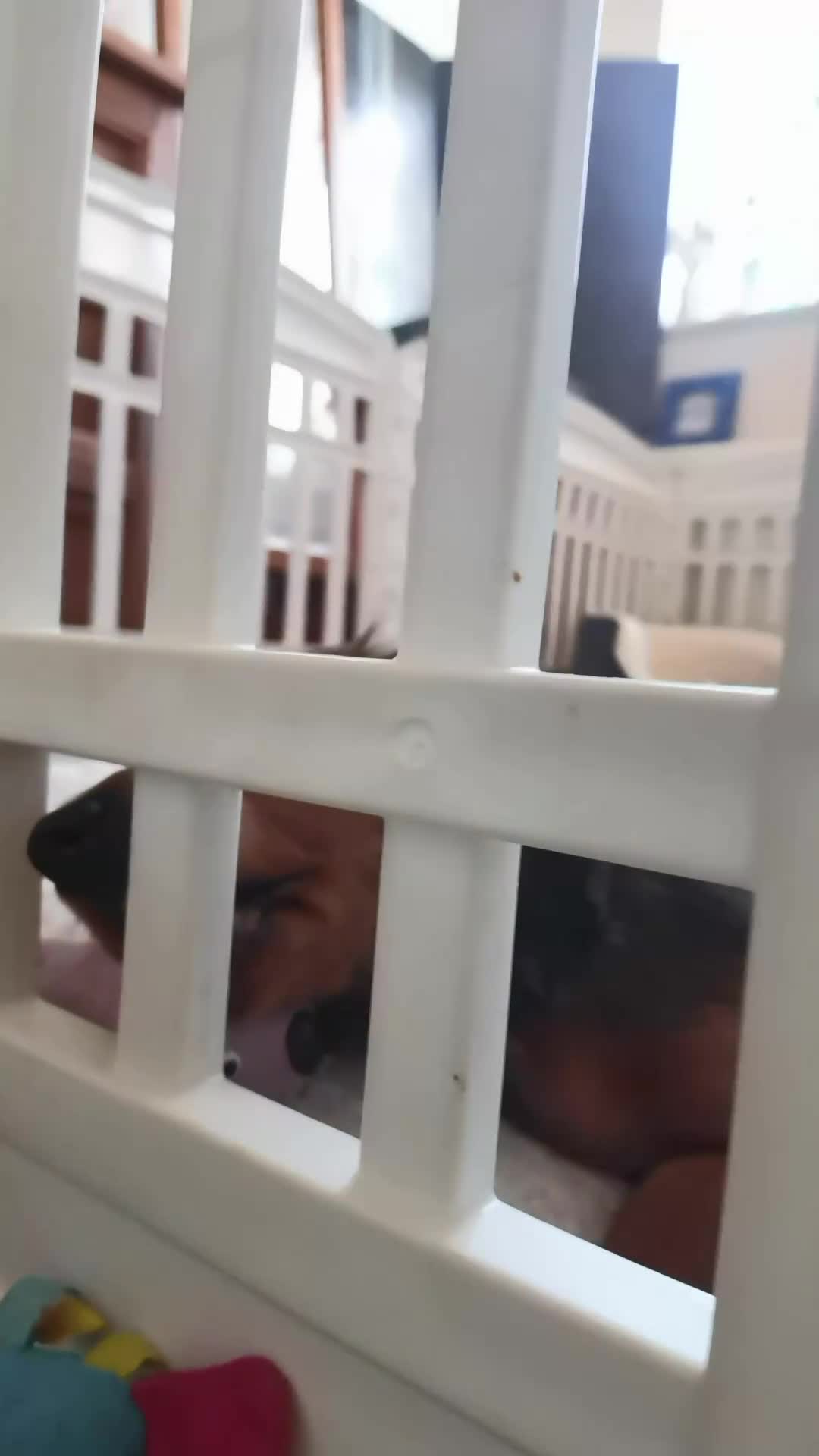 Miniature Dachshund dogs for sale:  Miniature Long-Haired Dachshund Puppies–Red Merle - Video 2