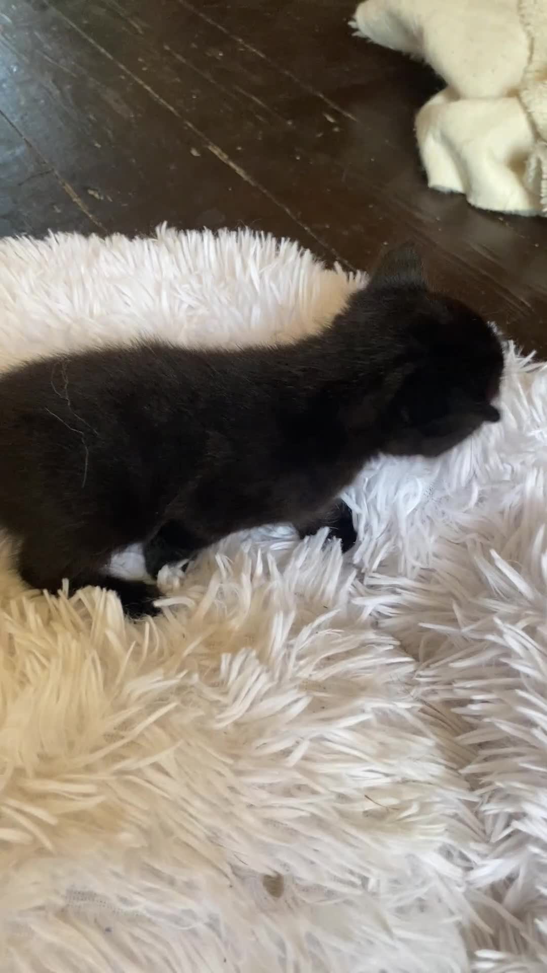 British Shorthair cats for sale: Adorable Kittens Looking for Loving Homes, Chester in Chester - Video 2