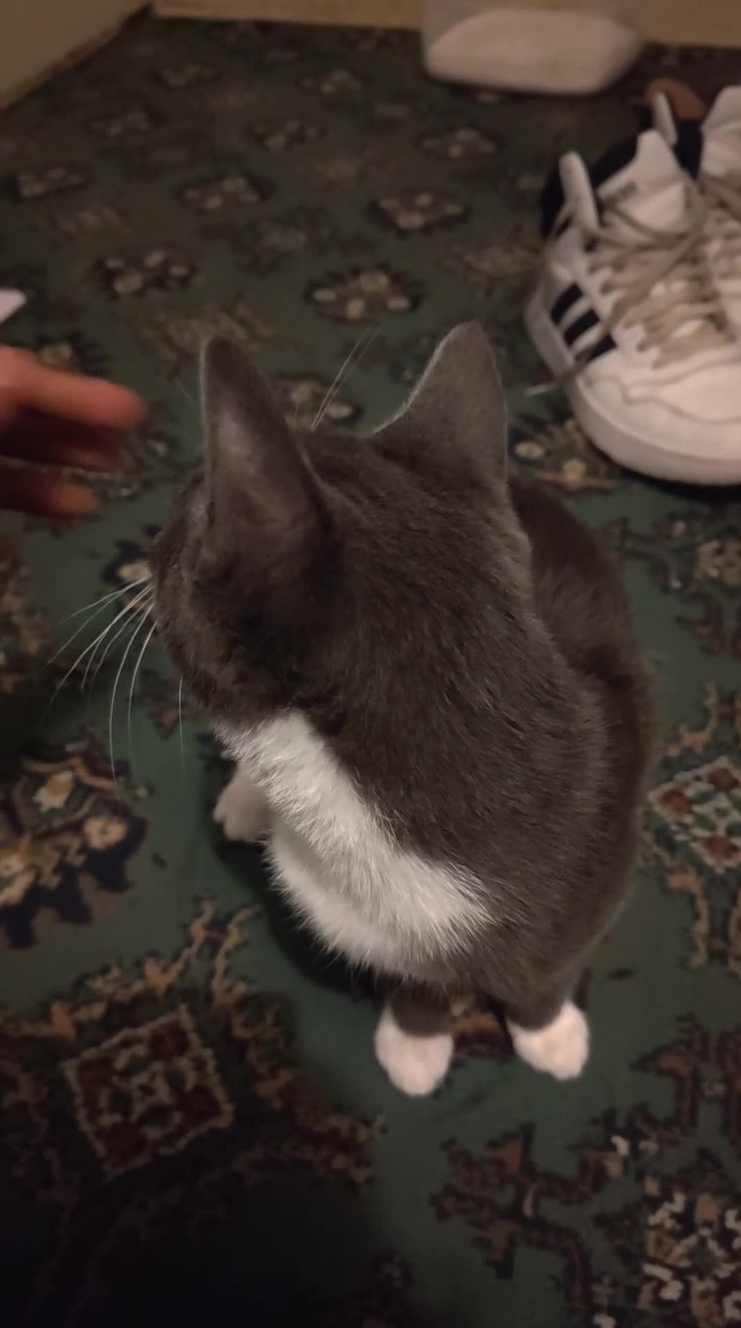 Mixed Breed cats for sale: Shorthair - gray tuxedo kitten in London - Video 1