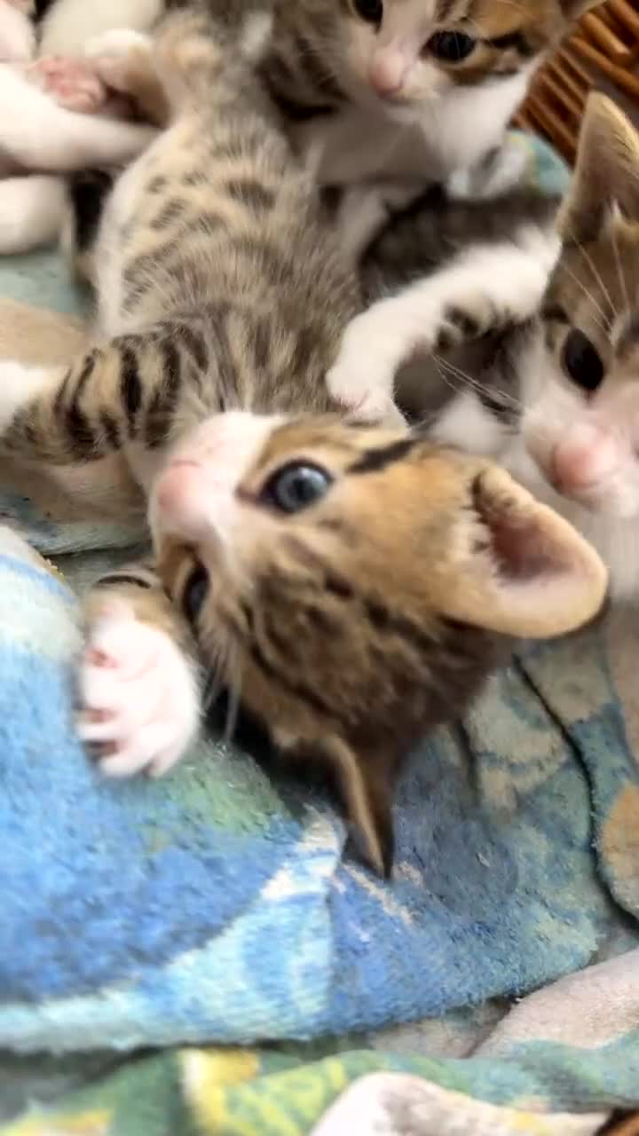 Bengal cats for sale:   😻  Adorable Bengal Mix Kittens 😸 - Video 1
