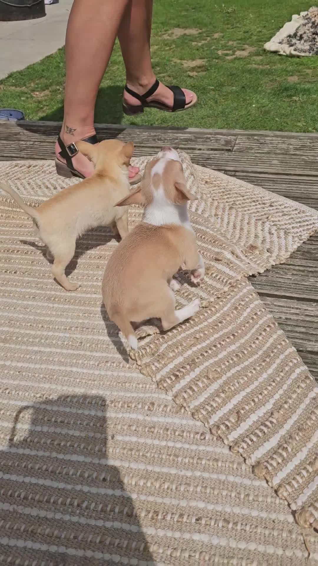 Chihuahua dogs for sale: 2 pure breed male chihuahua ready to leave - Video 1