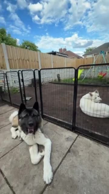 Akita dogs for sale: American Akita Puppies - Video 3