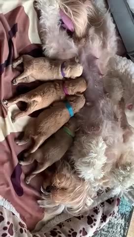 Toy Poodle dogs for stud: 💚Tiny Bob the Toy Poodle💚 For stud  in Hoddesdon - Video 2