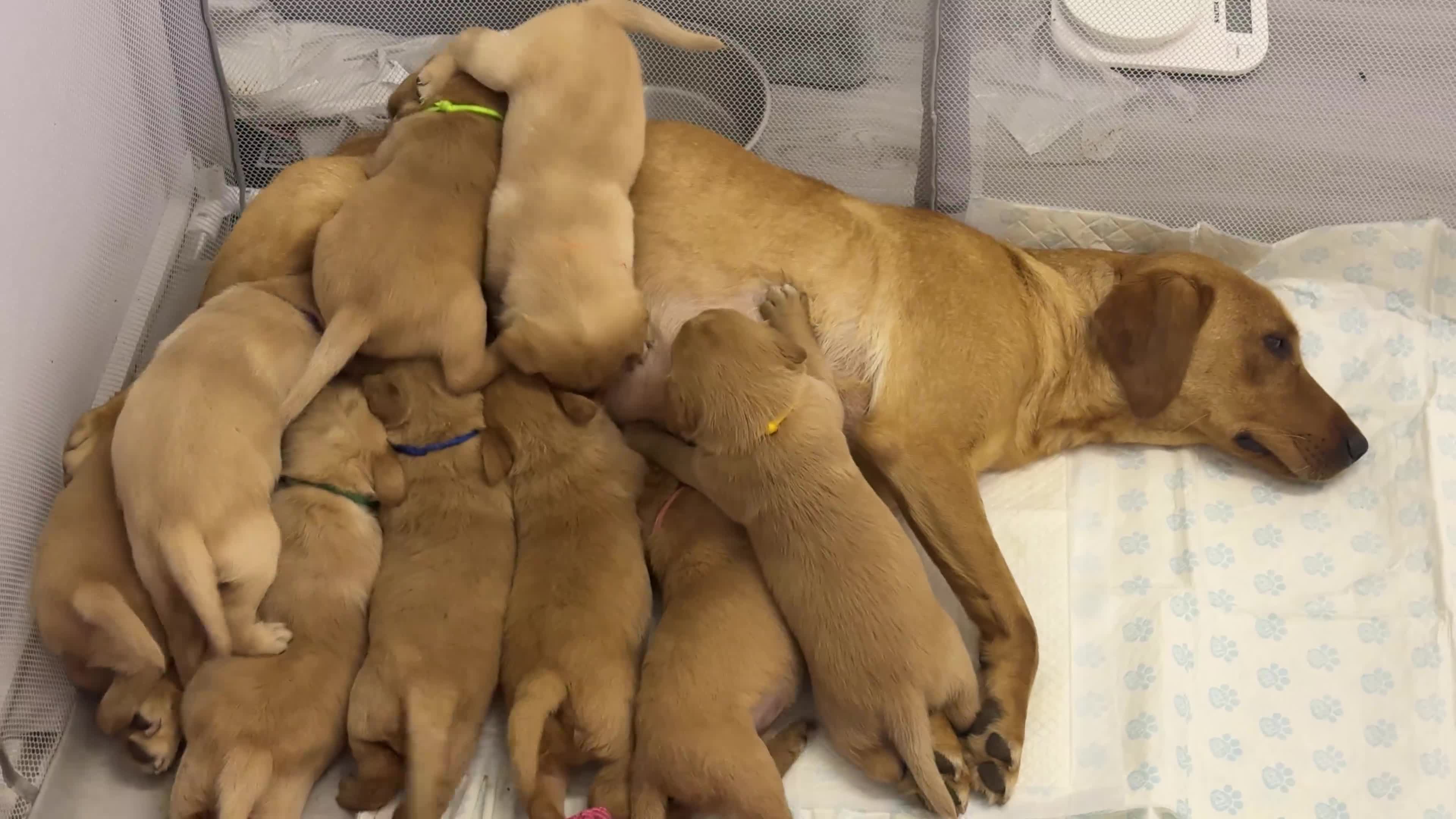 Labrador Retriever dogs for sale: Fox Red Labrador Puppies, Home Reared in Herts in Hitchin - Video 1