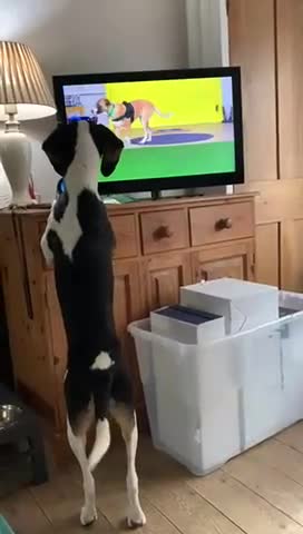 Mixed Breed dogs for adoption:  Hardy A Young Prince Hoping for His Forever Home in East Grinstead - Video 2