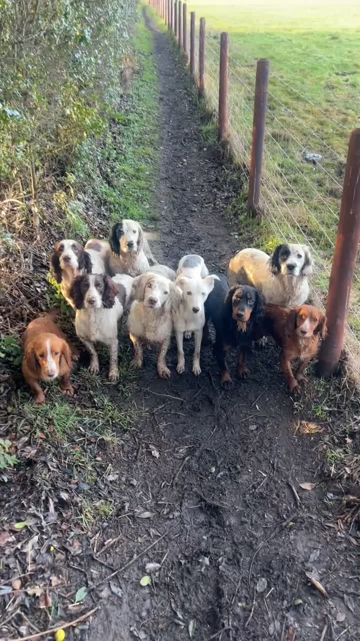 Cocker Spaniel dogs for stud: KC Registered Black and Tan Cocker Stud - Video 1