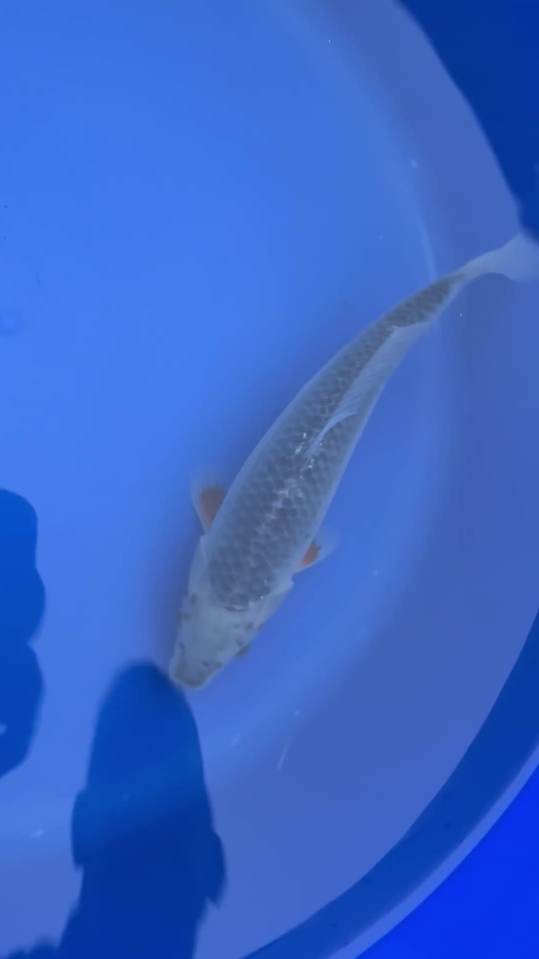 Koi Carp fish for sale: Asagi koi carp  - Video 1
