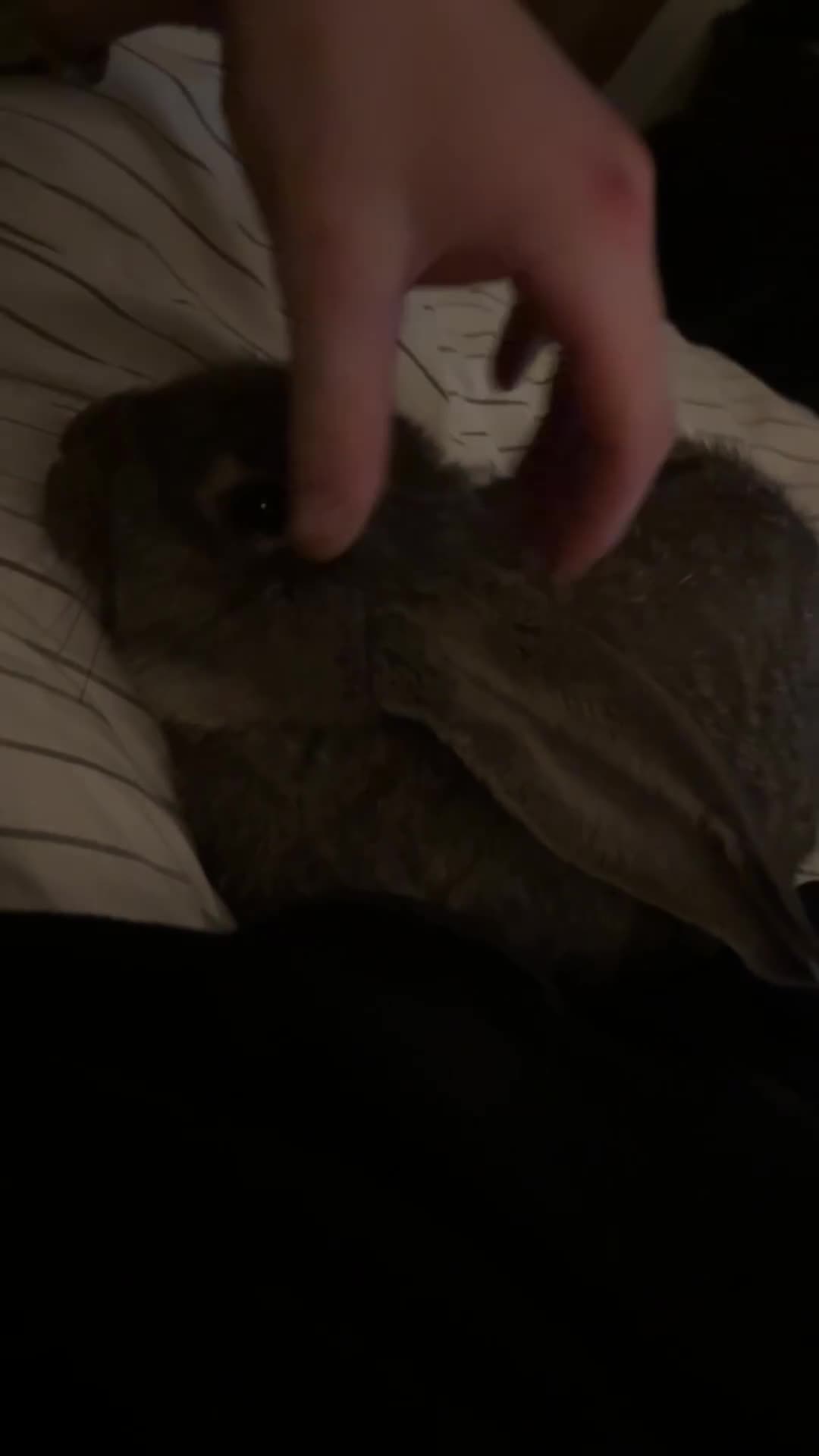 Continental Giant rabbits for sale: This is DAVE he is super friendly.  - Video 1