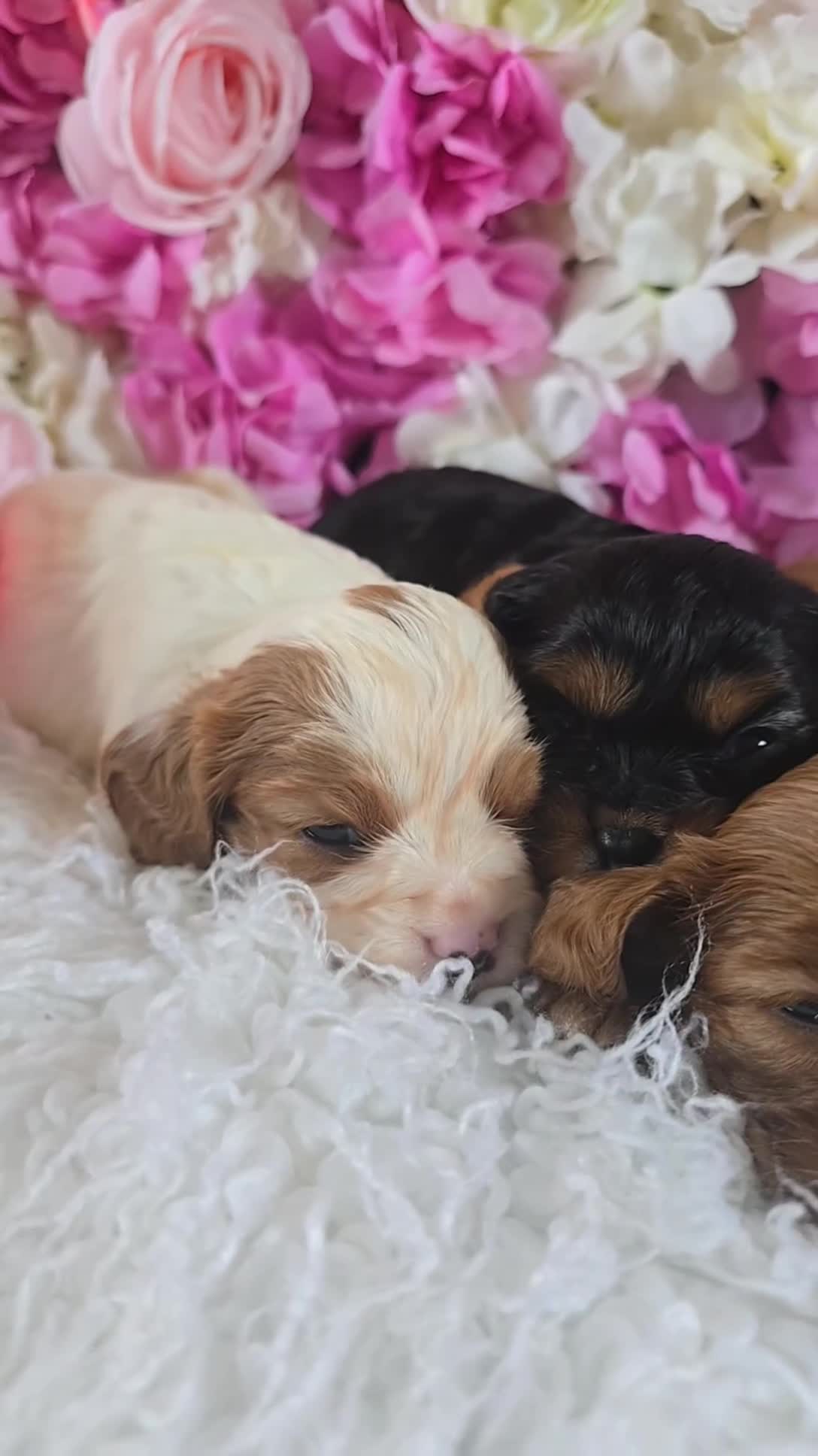 Cavalier King Charles Spaniel dogs for sale: Beautiful KC reg Cavalier King Charles Puppies  - Video 1