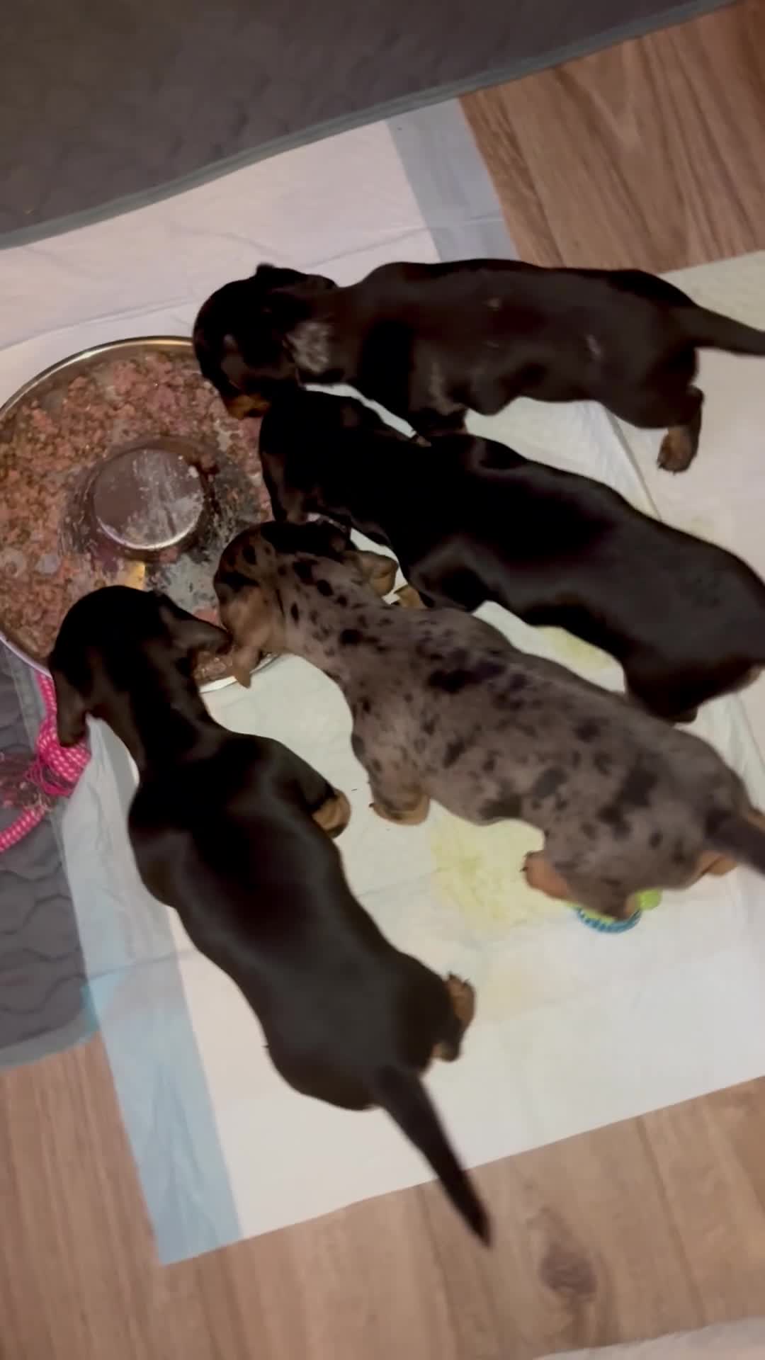 Miniature Dachshund dogs for sale: Miniature Dachshunds KC reg, READY TO LEAVE - Video 3