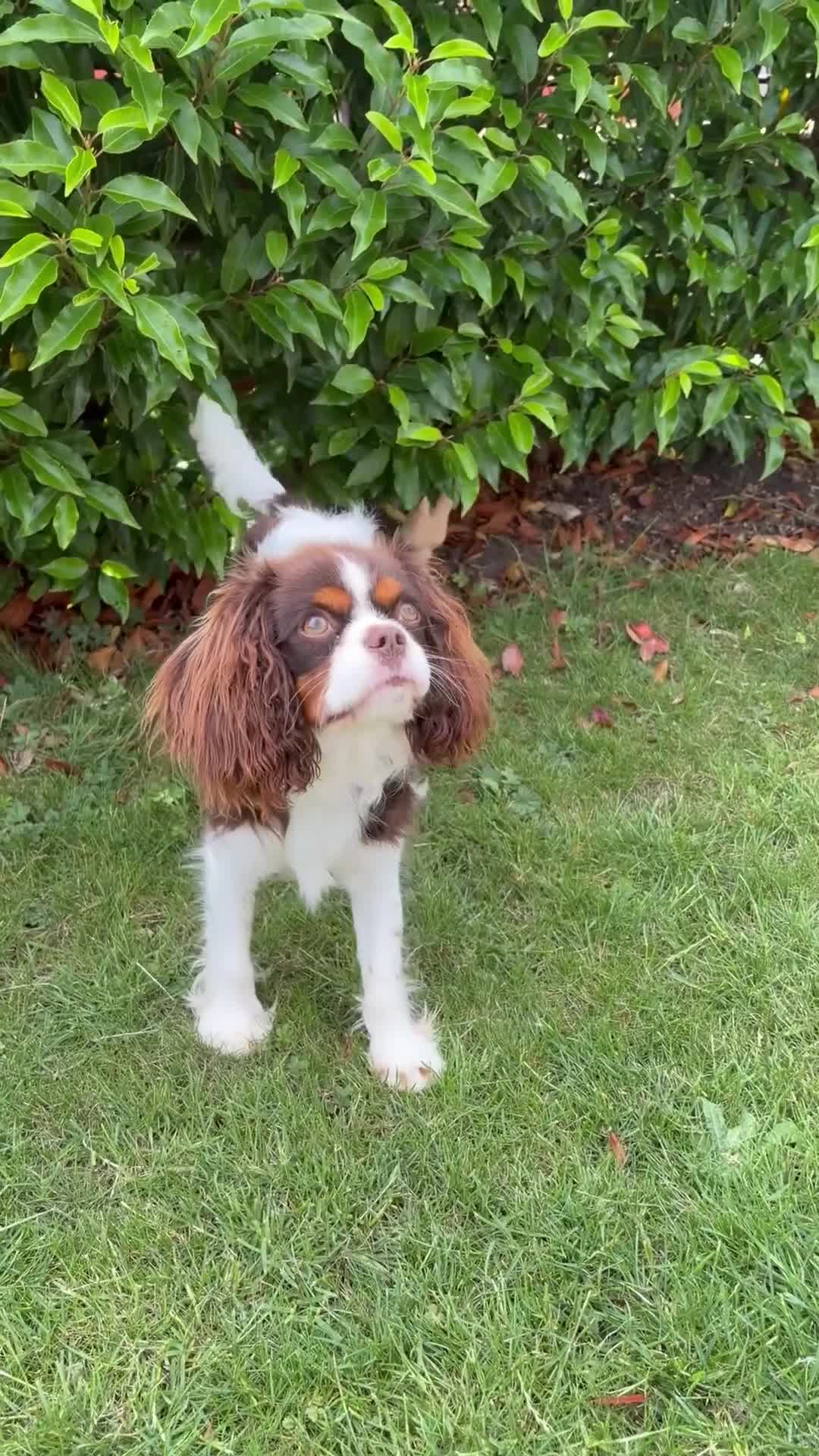 Cavalier King Charles Spaniel dogs for sale: Beautiful Tri colour King Charles 7 months old in Brighton - Video 3