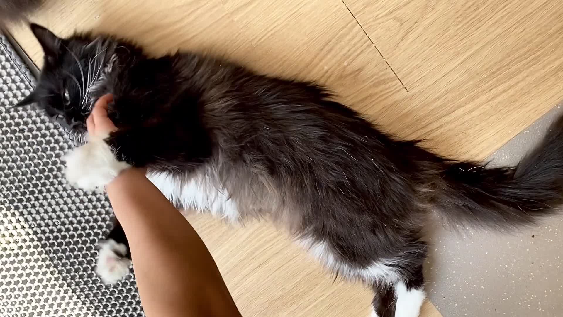 Maine Coon cats for sale: Gentle, Loving, and Majestic Maine Coone  - Video 5