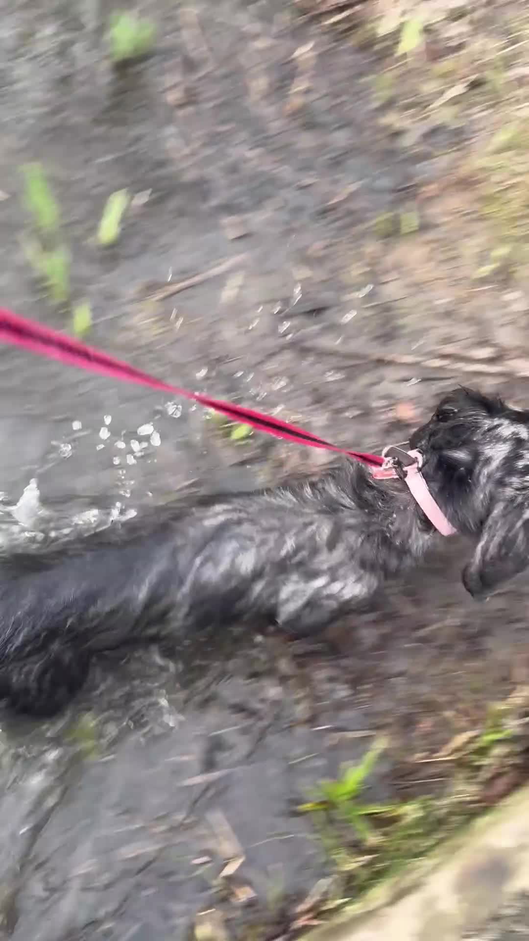 Dachshund dogs for sale: Poppy standard dachshund  - Video 3