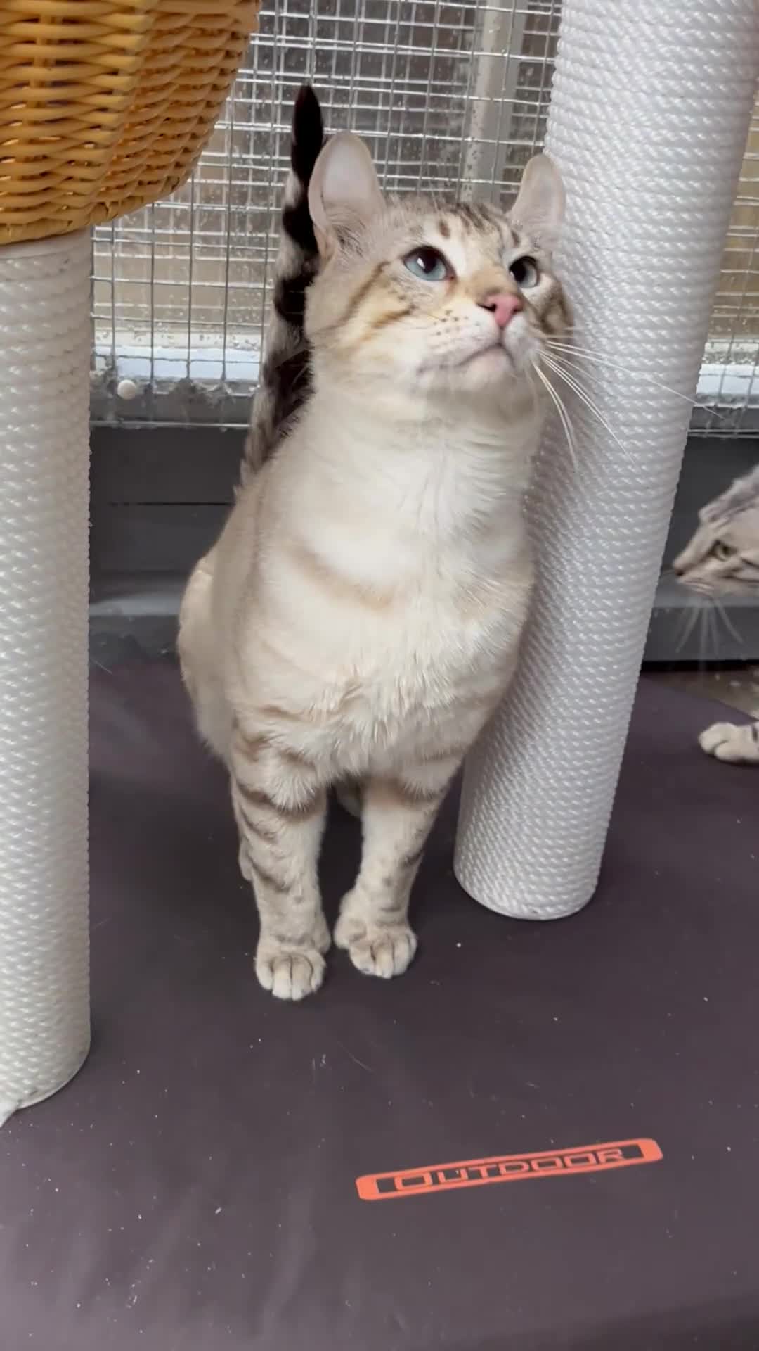 Keetso cats for sale: Gorgeous polydactyl curled eared boy  - Video 2