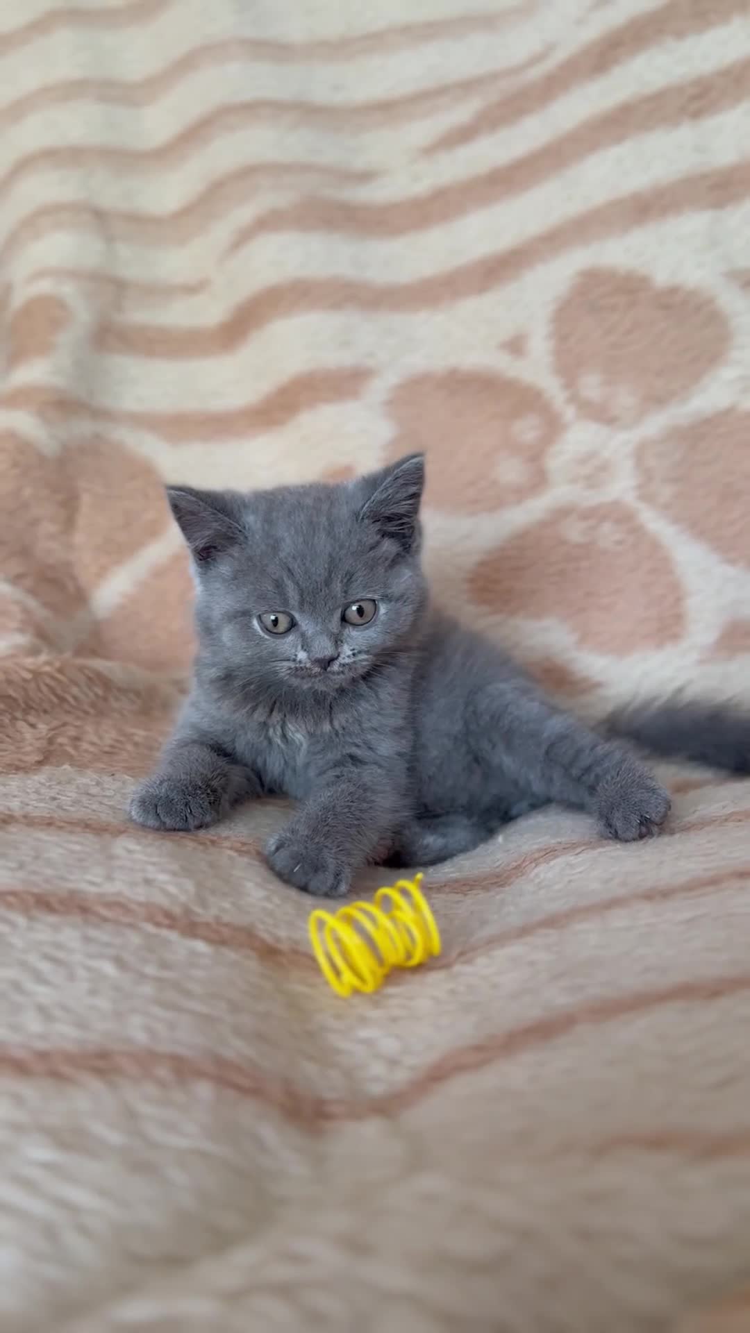 British Shorthair cats for sale: Champion bloodline BSH kittens- last 2 remaining‼️ - Video 2