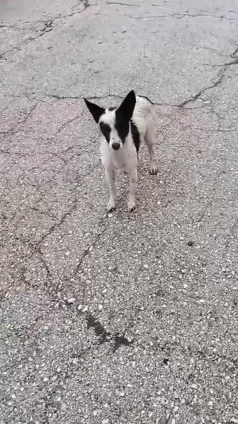 Mixed Breed dogs for adoption: 💖🐶 SISI 🐶💖 - Video 4